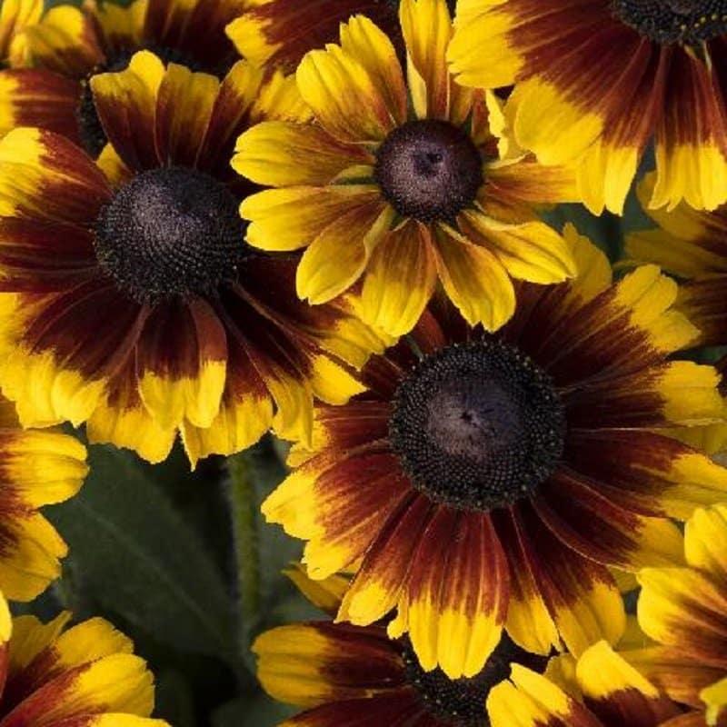 Rudbeckia Hirta 'kissing Smileyz' - View 21 from www redcrocus com