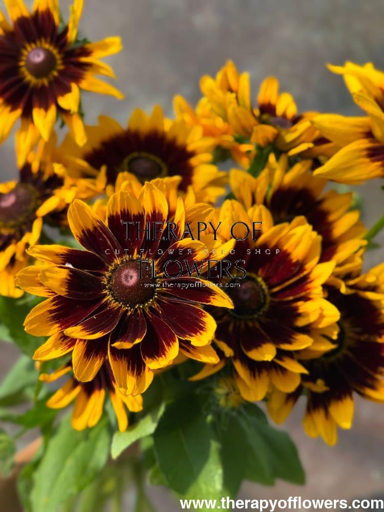 Rudbeckia Hirta 'kissing Smileyz' - View 22 from www redcrocus com