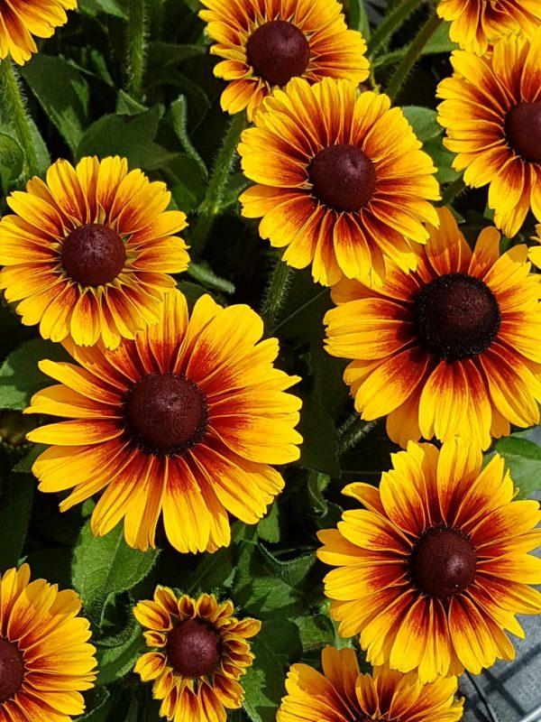 Rudbeckia Hirta 'kissing Smileyz' - View 25 from www redcrocus com