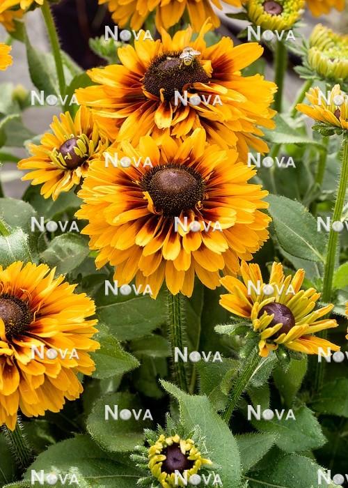 Rudbeckia Hirta 'kissing Smileyz' - View 29 from www redcrocus com