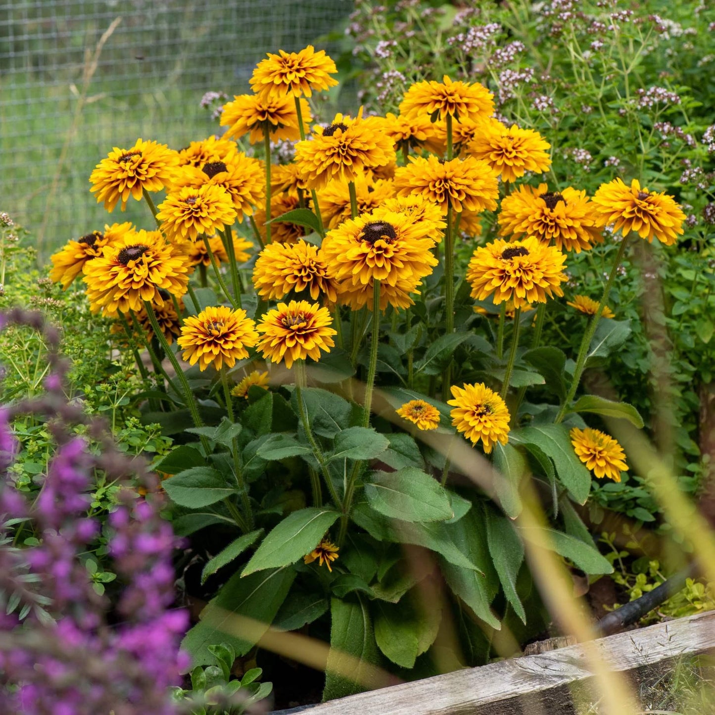 Rudbeckia Hirta 'kissing Smileyz' - View 2 from www redcrocus com