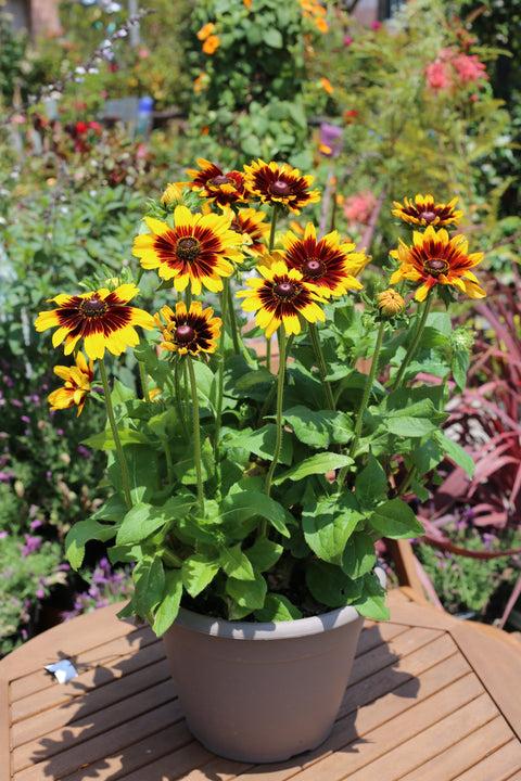 Rudbeckia Hirta 'kissing Smileyz' - View 30 from www redcrocus com