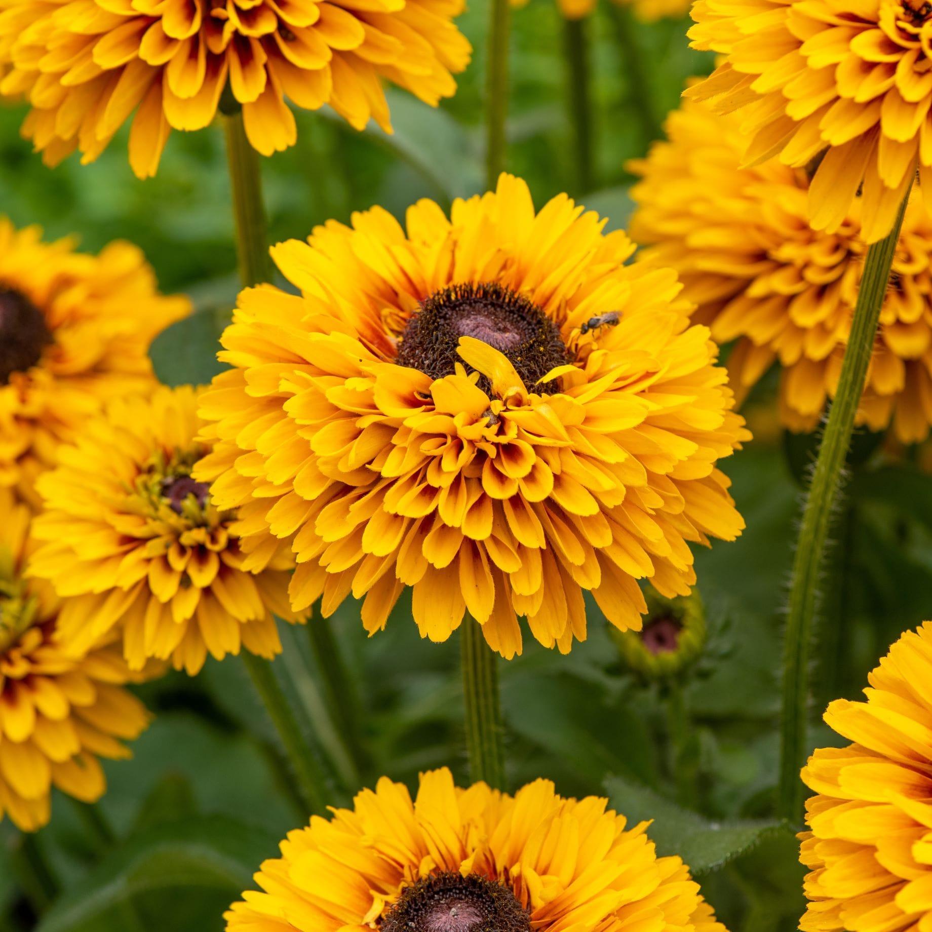 Rudbeckia Hirta 'kissing Smileyz' - View 31 from www redcrocus com