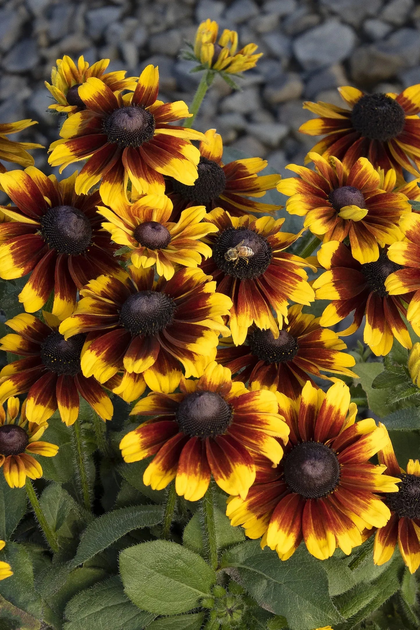 Rudbeckia Hirta 'kissing Smileyz' - View 3 from www redcrocus com