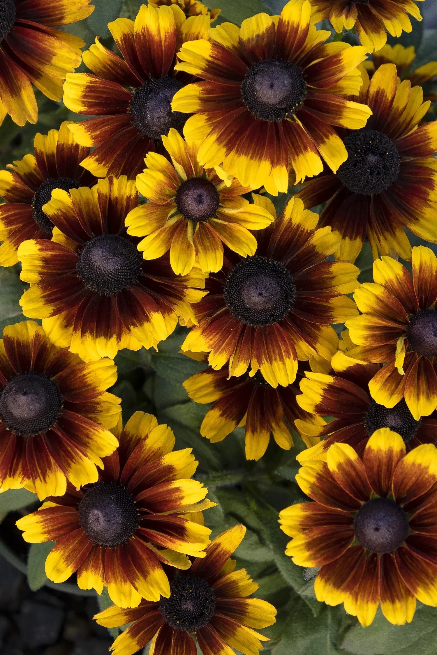 Rudbeckia Hirta 'kissing Smileyz' - View 5 from www redcrocus com
