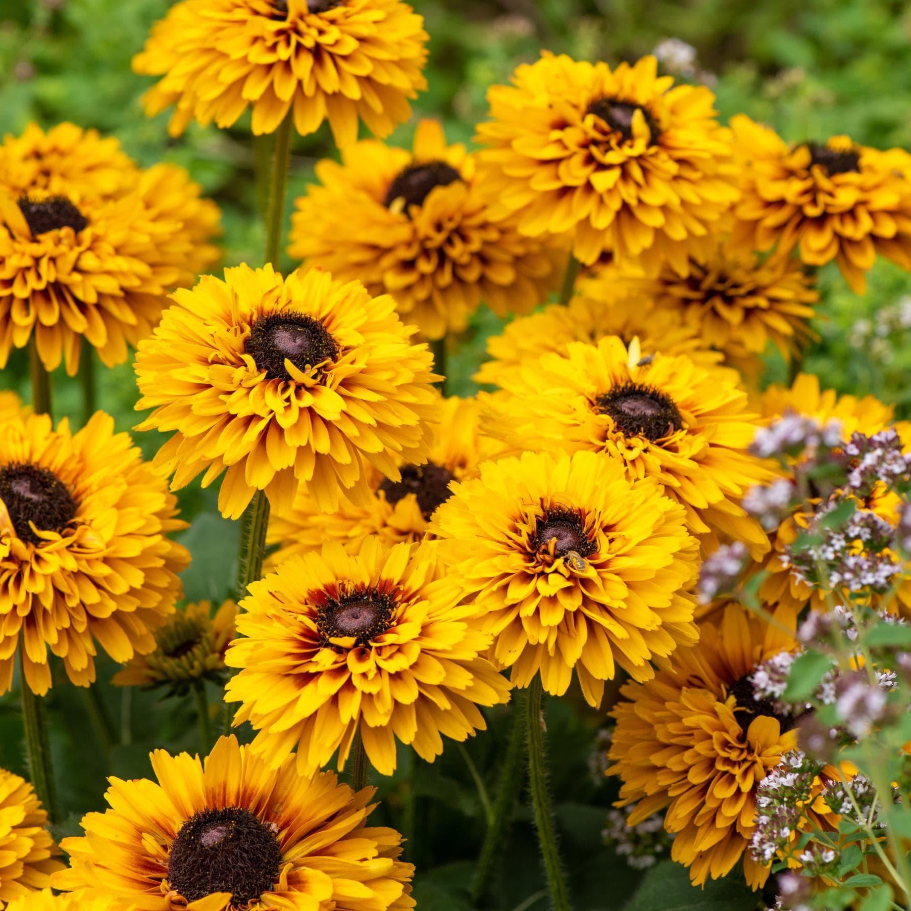 Rudbeckia Hirta 'kissing Smileyz' - View 8 from www redcrocus com