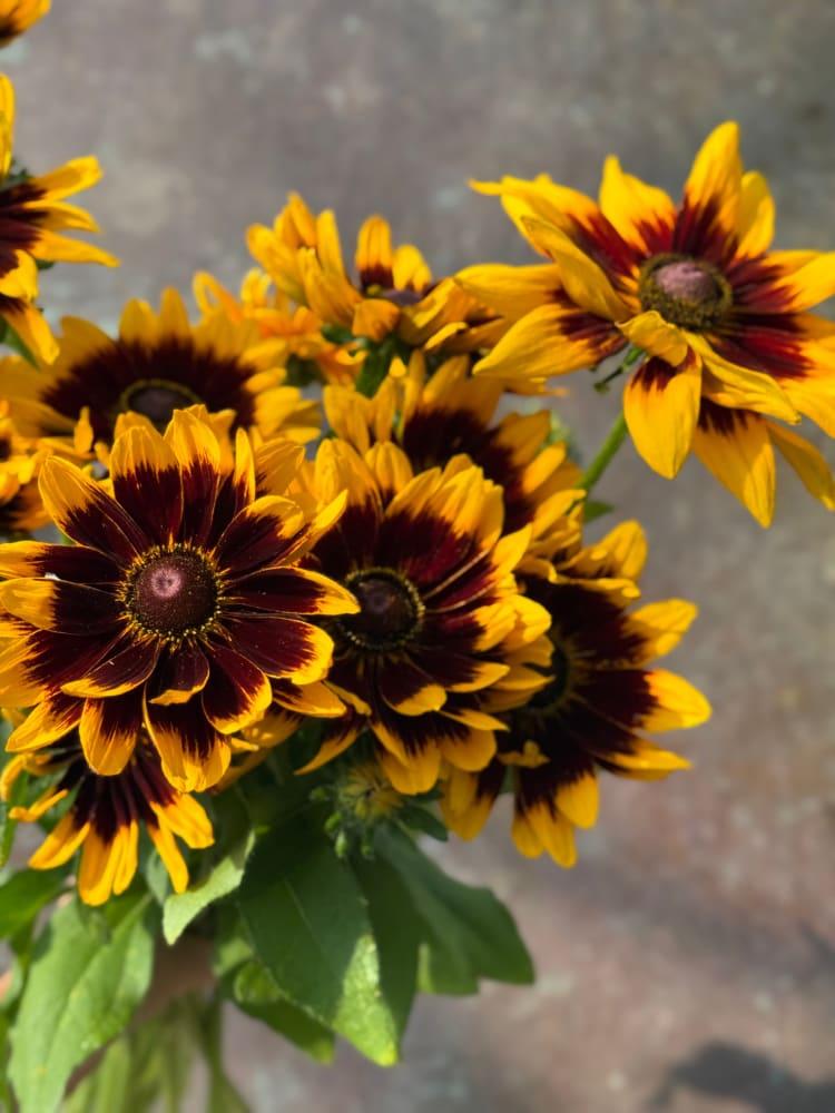 Rudbeckia Hirta 'kissing Smileyz' - View 9 from www redcrocus com