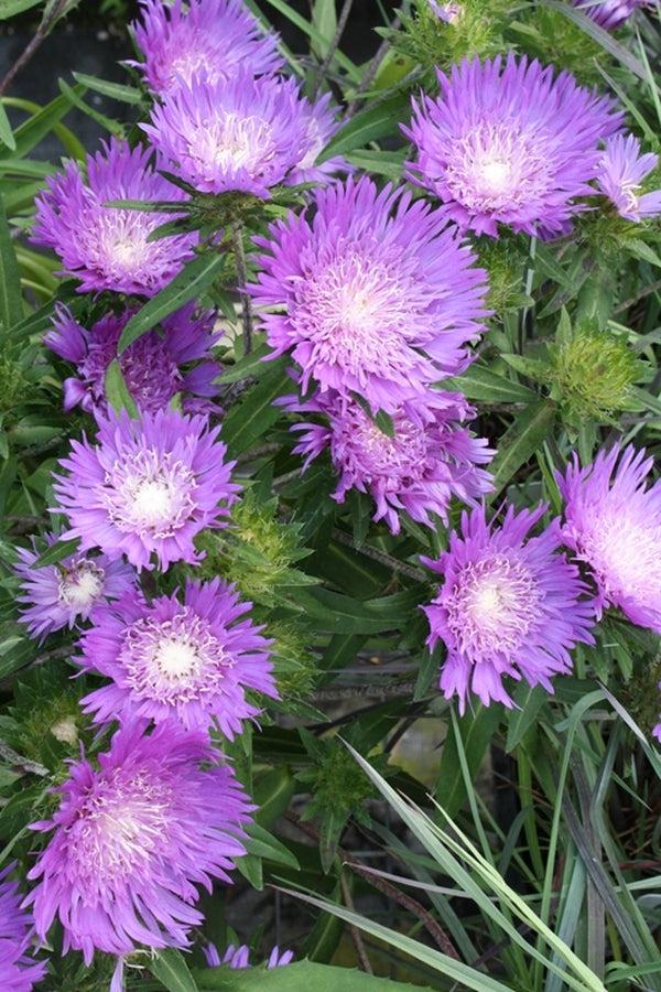 Stokesia Laevis - View 10 from www redcrocus com