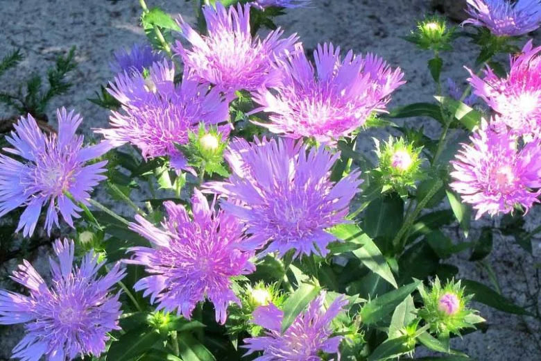 Stokesia Laevis - View 11 from www redcrocus com