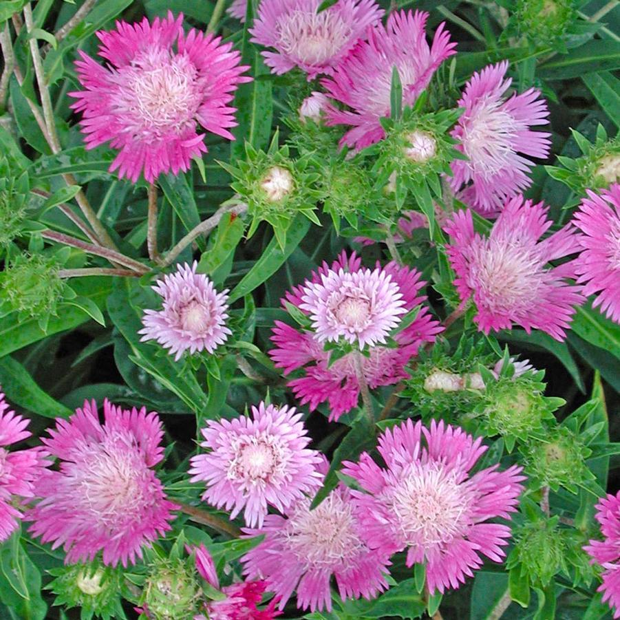 Stokesia Laevis - View 12 from www redcrocus com