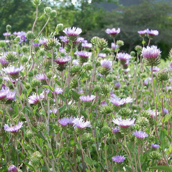 Stokesia Laevis - View 14 from www redcrocus com