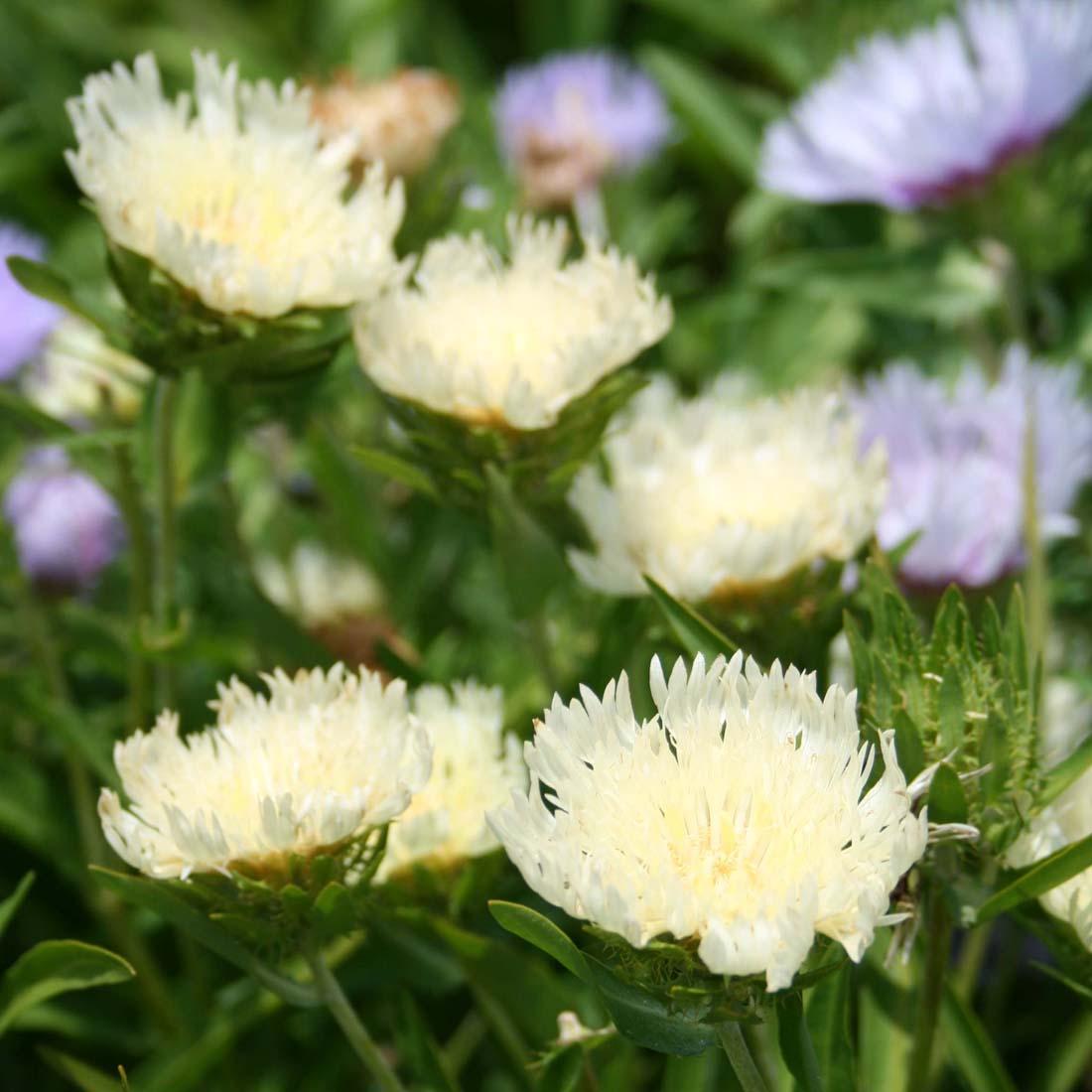 Stokesia Laevis - View 15 from www redcrocus com