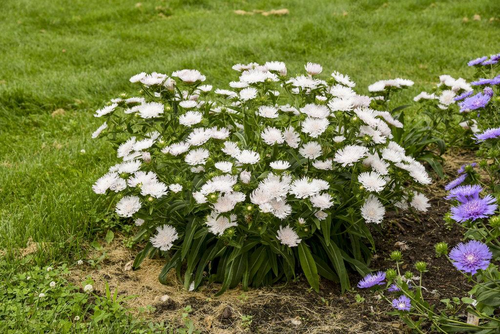 Stokesia Laevis - View 16 from www redcrocus com