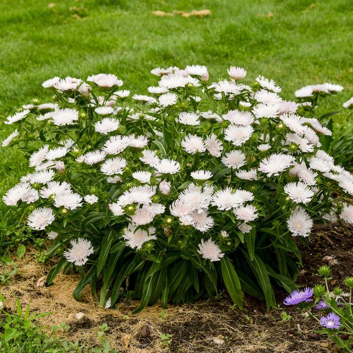 Stokesia Laevis - View 17 from www redcrocus com