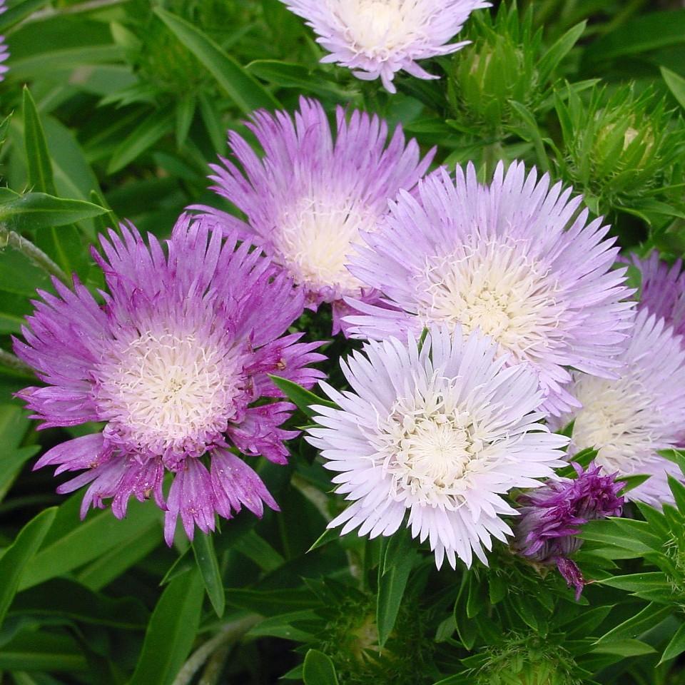 Stokesia Laevis - View 18 from www redcrocus com