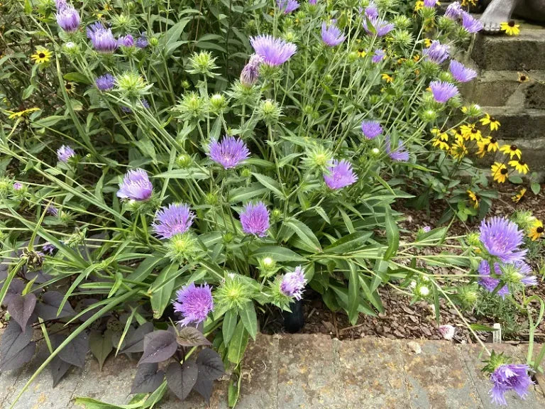 Stokesia Laevis - View 19 from www redcrocus com