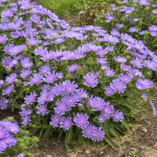 Stokesia Laevis - View 1 from www redcrocus com