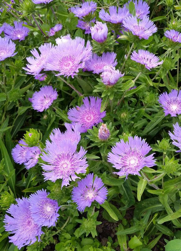 Stokesia Laevis - View 20 from www redcrocus com