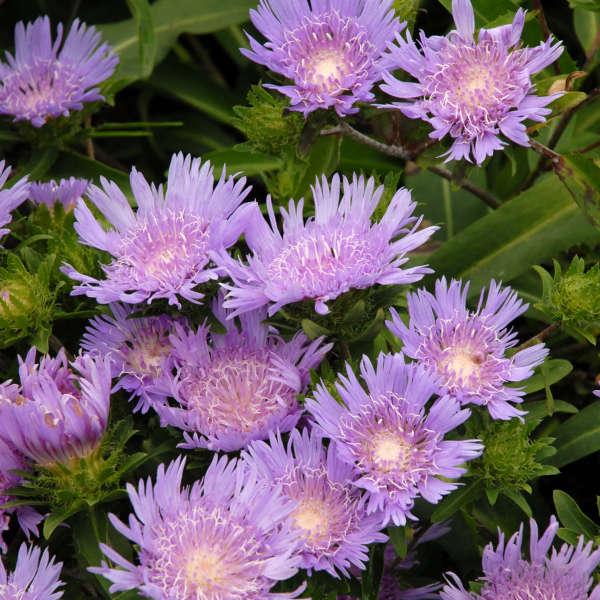 Stokesia Laevis - View 22 from www redcrocus com