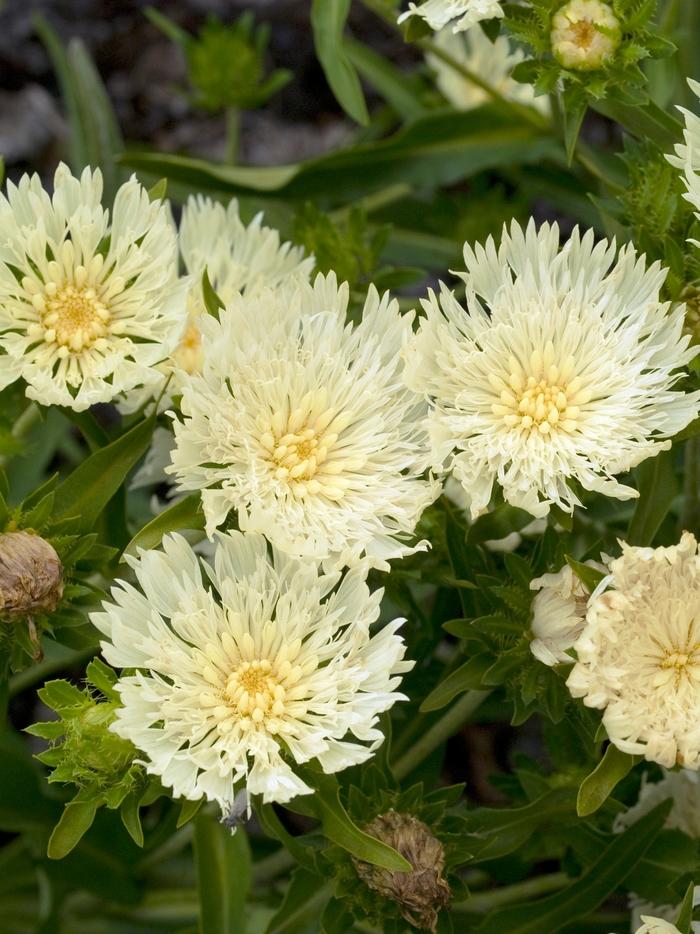 Stokesia Laevis - View 23 from www redcrocus com