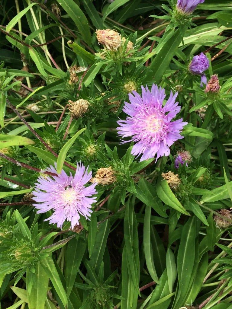 Stokesia Laevis - View 25 from www redcrocus com