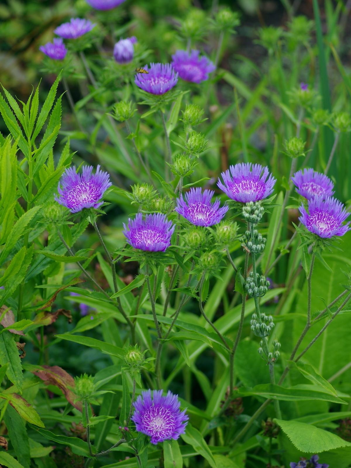 Stokesia Laevis - View 28 from www redcrocus com