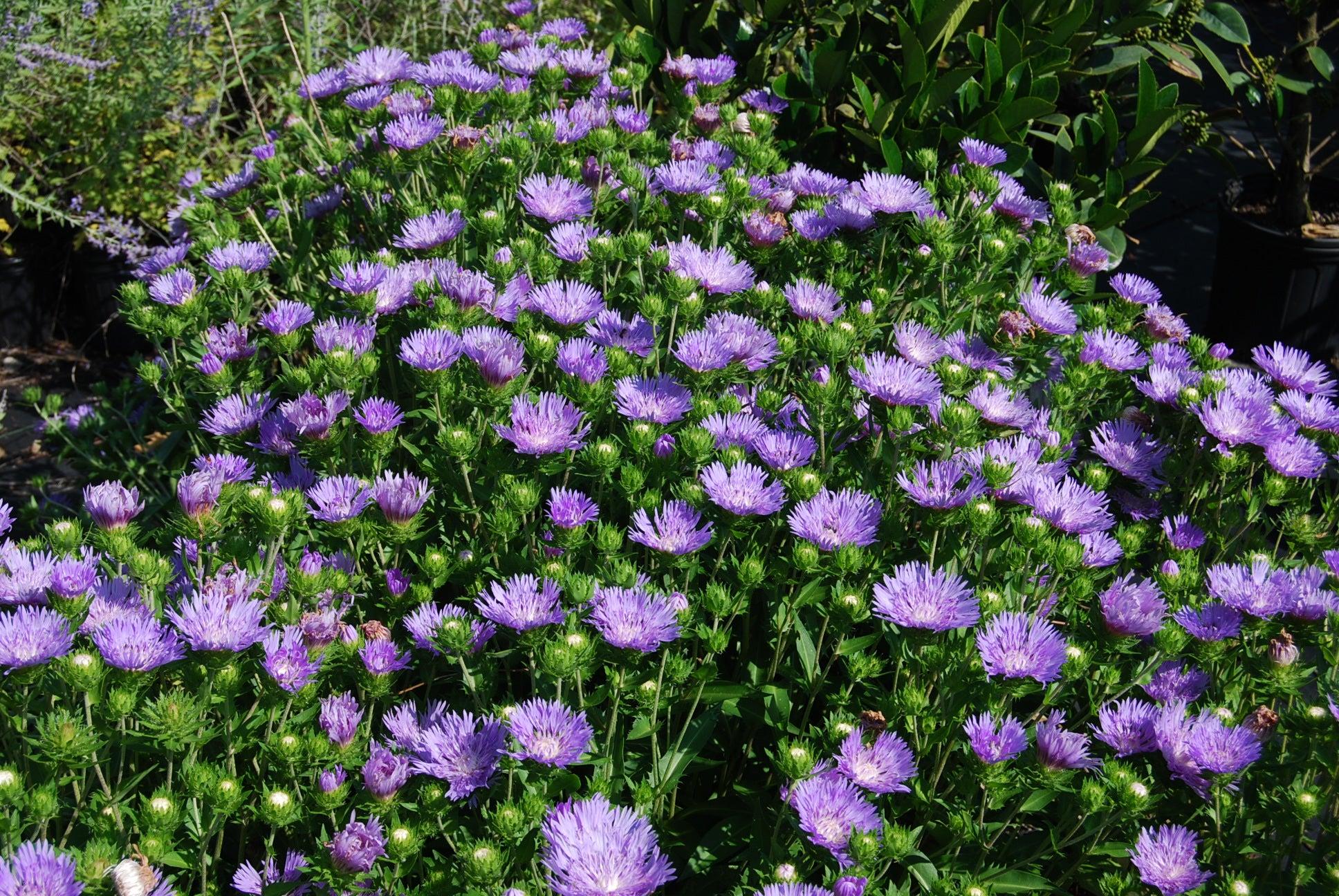 Stokesia Laevis - View 29 from www redcrocus com