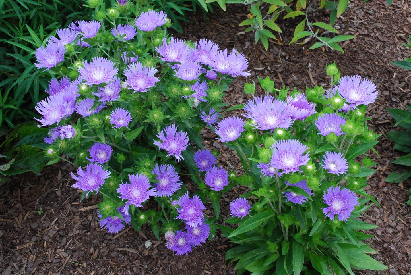 Stokesia Laevis - View 2 from www redcrocus com