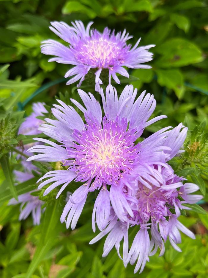 Stokesia Laevis - View 30 from www redcrocus com