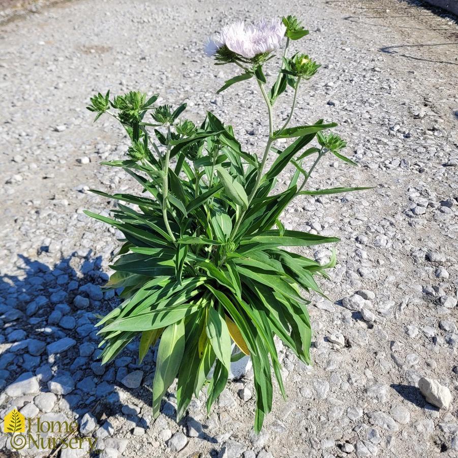 Stokesia Laevis - View 31 from www redcrocus com