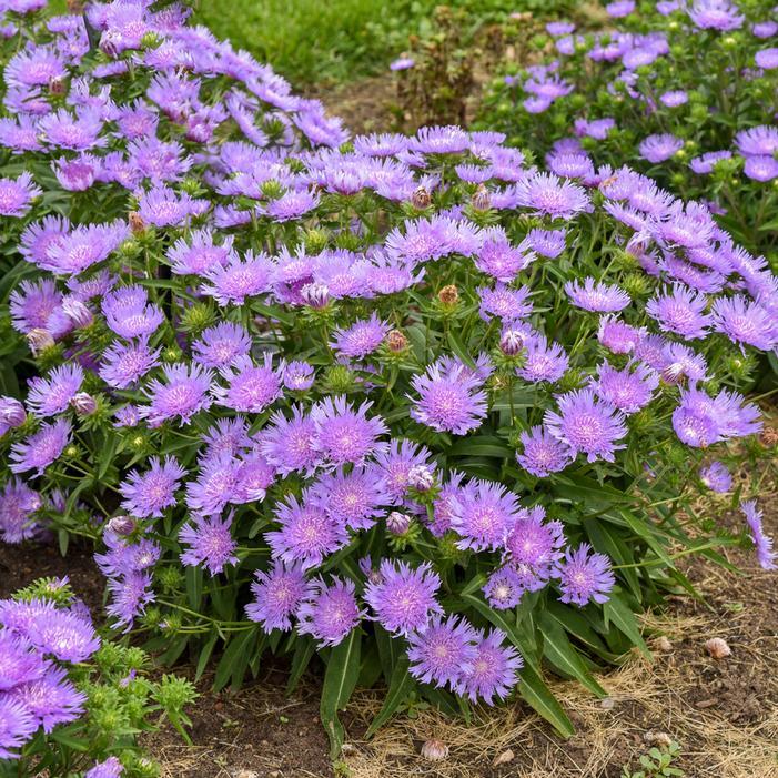 Stokesia Laevis - View 33 from www redcrocus com