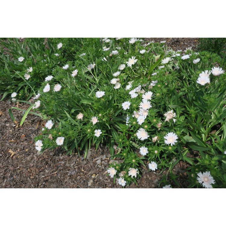 Stokesia Laevis - View 34 from www redcrocus com