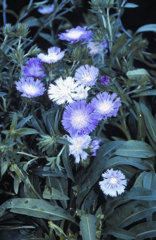 Stokesia Laevis - View 36 from www redcrocus com