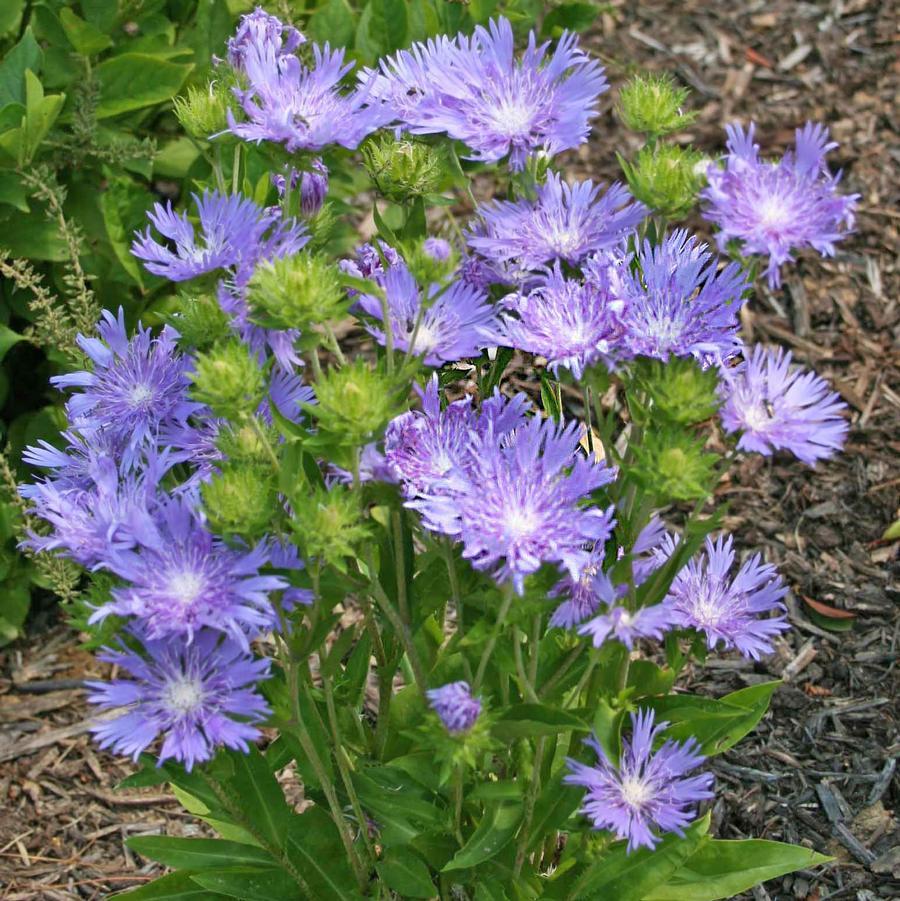 Stokesia Laevis - View 37 from www redcrocus com