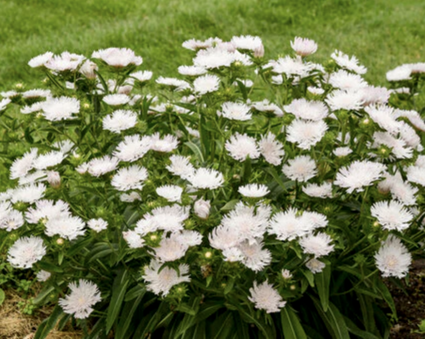 Stokesia Laevis - View 38 from www redcrocus com