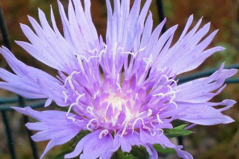 Stokesia Laevis - View 39 from www redcrocus com