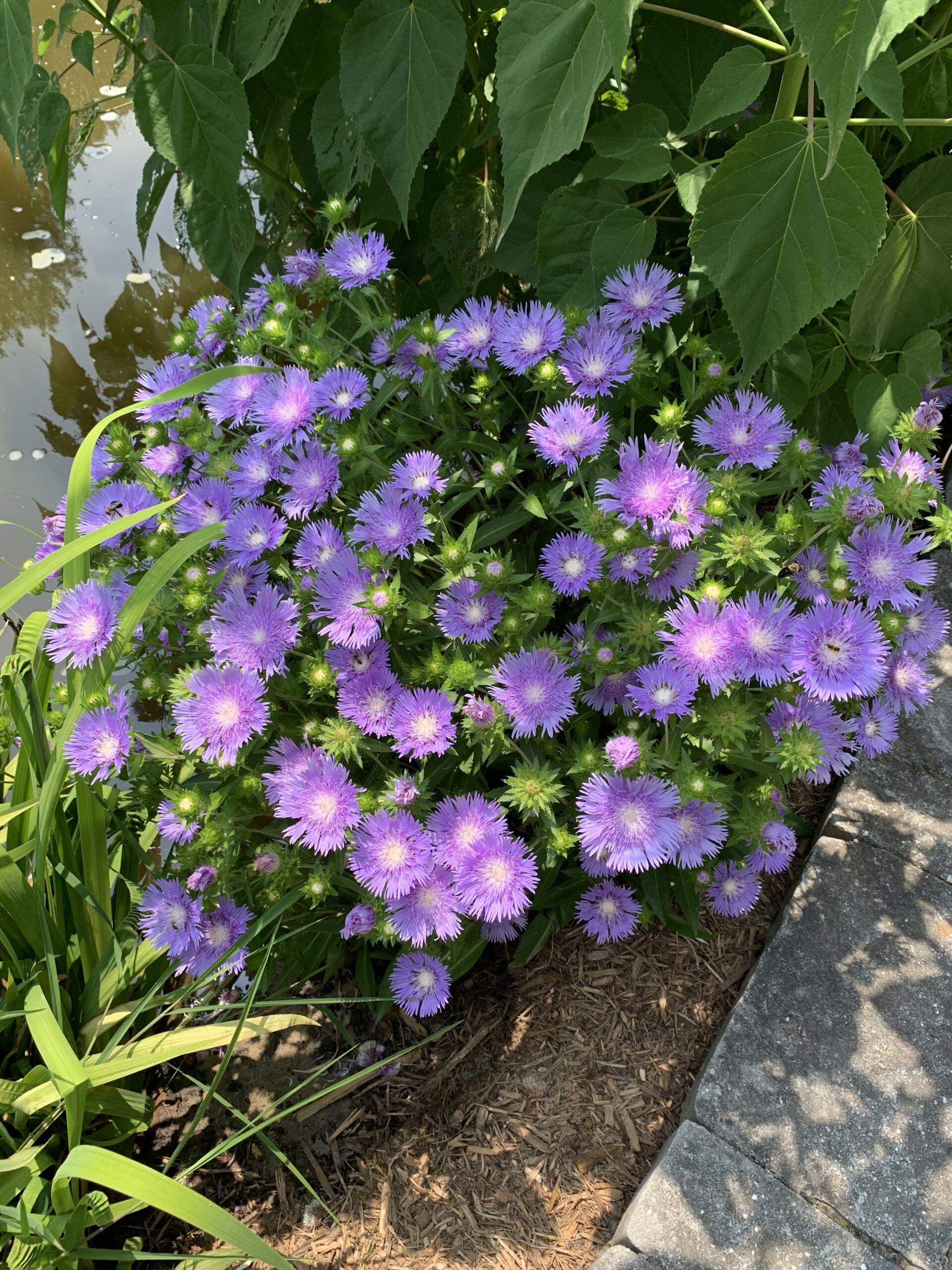 Stokesia Laevis - View 3 from www redcrocus com