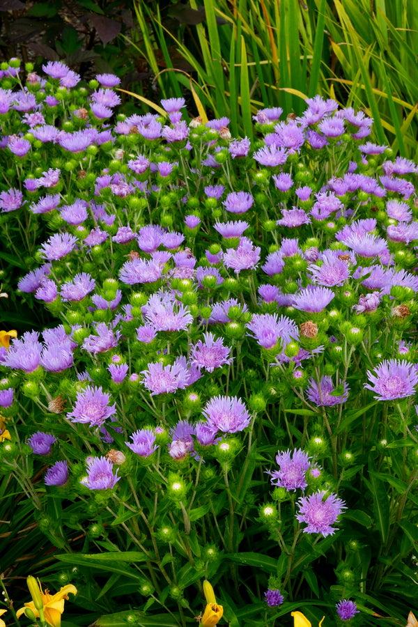 Stokesia Laevis - View 5 from www redcrocus com