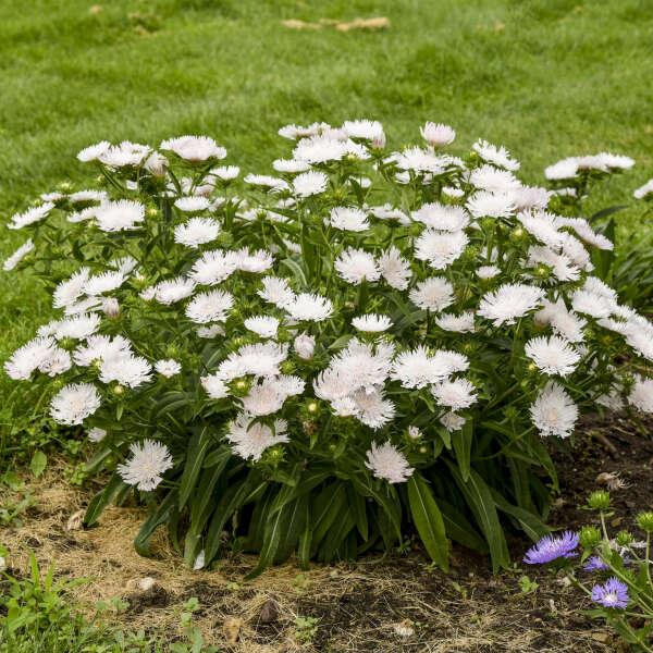 Stokesia Laevis - View 6 from www redcrocus com