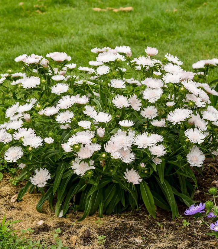 Stokesia Laevis - View 7 from www redcrocus com