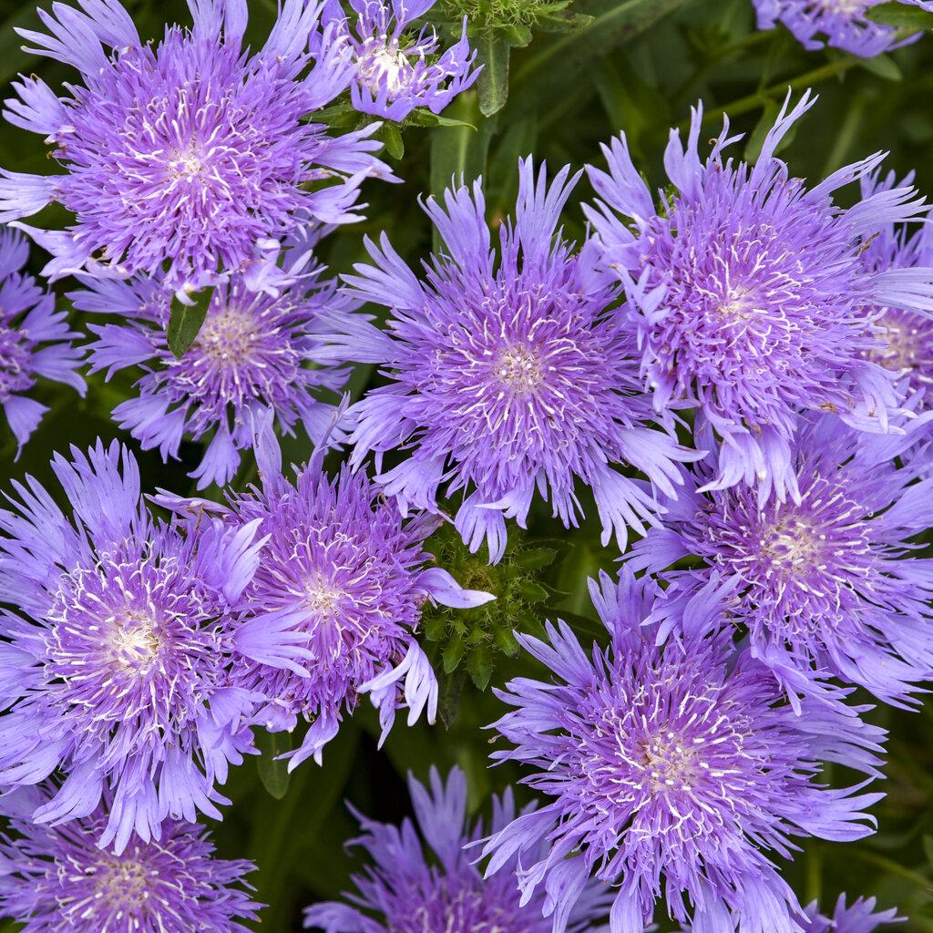 Stokesia Laevis - View 8 from www redcrocus com