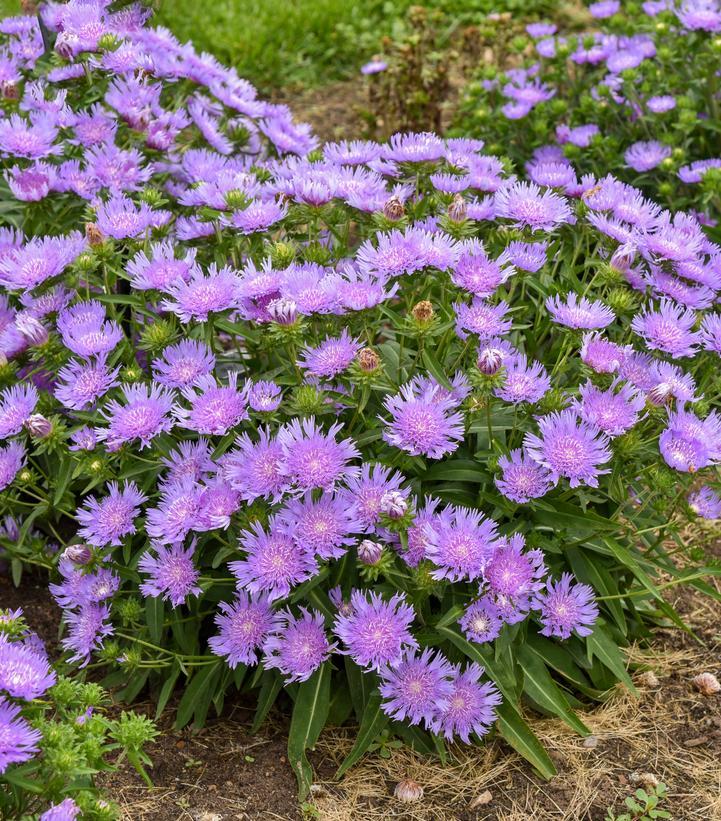 Stokesia Laevis - View 9 from www redcrocus com