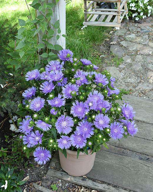Stokesia Laevis 'mel's Blue' - View 10 from www redcrocus com