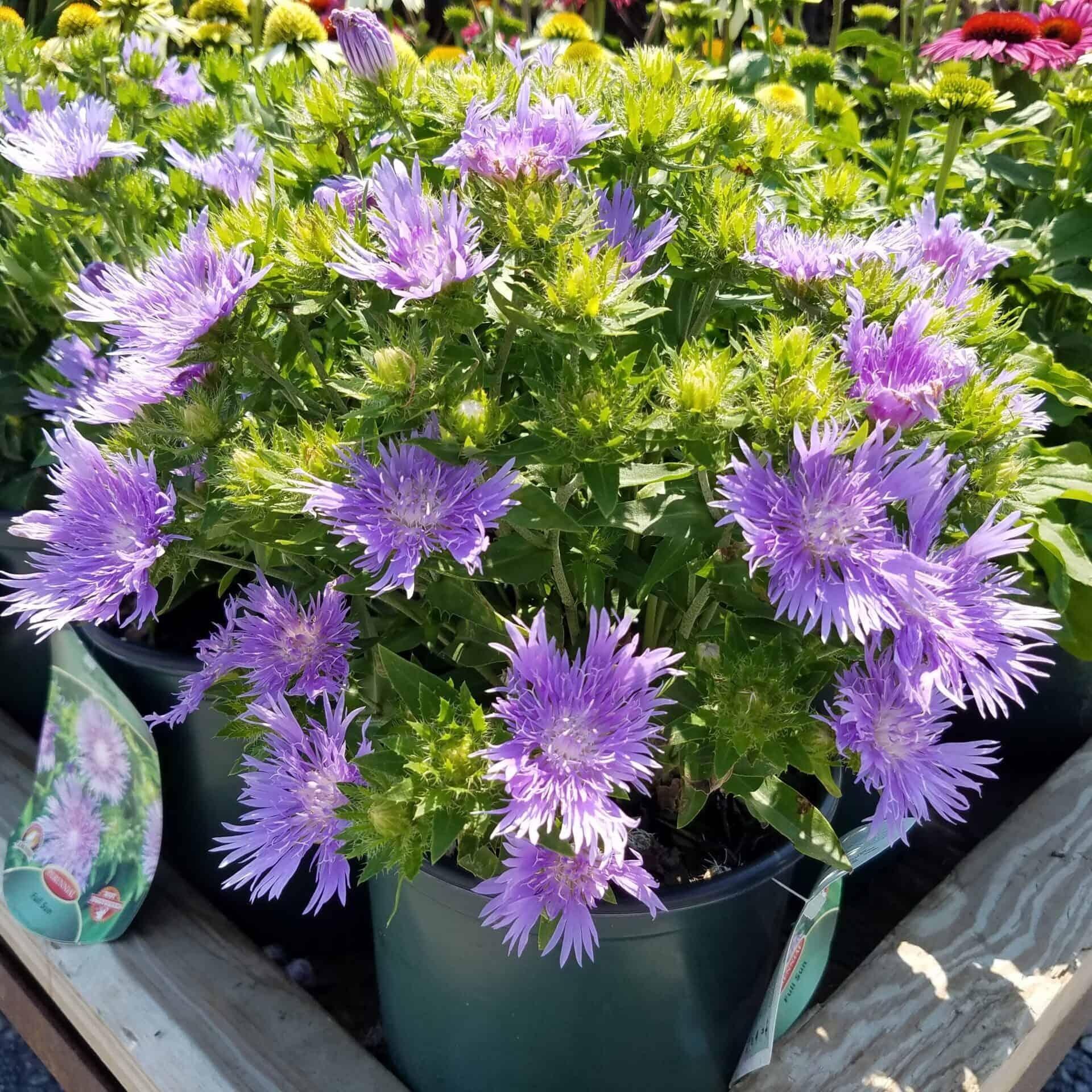 Stokesia Laevis 'mel's Blue' - View 11 from www redcrocus com