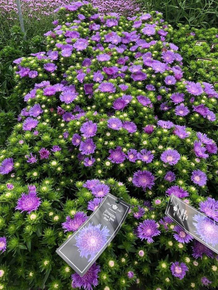 Stokesia Laevis 'mel's Blue' - View 12 from www redcrocus com