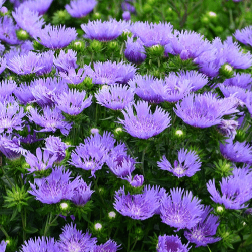 Stokesia Laevis 'mel's Blue' - View 13 from www redcrocus com