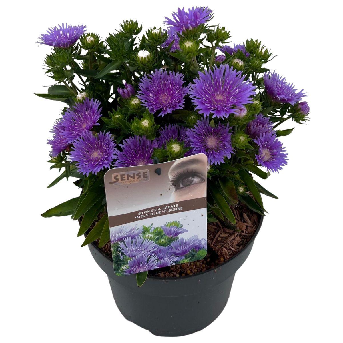 Stokesia Laevis 'mel's Blue' - View 14 from www redcrocus com