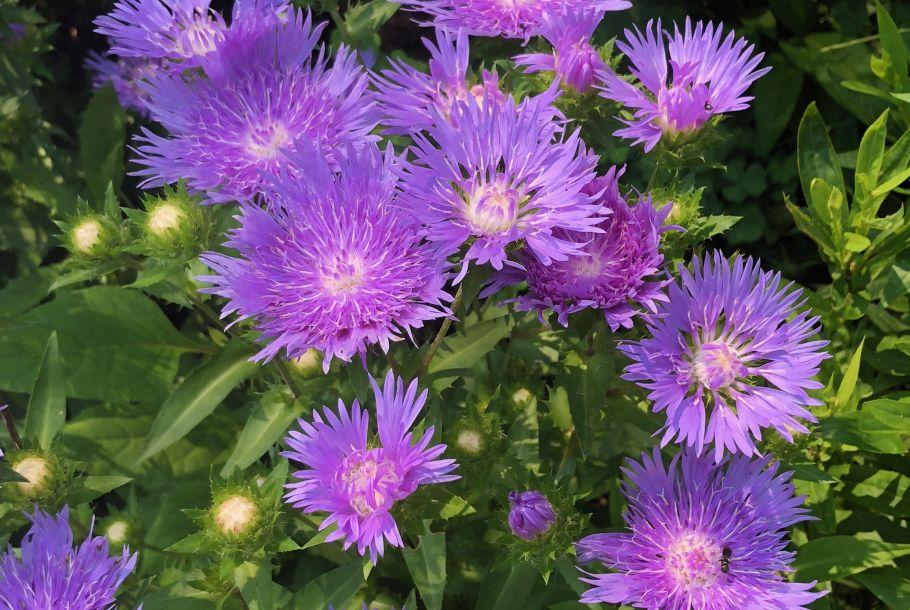 Stokesia Laevis 'mel's Blue' - View 15 from www redcrocus com