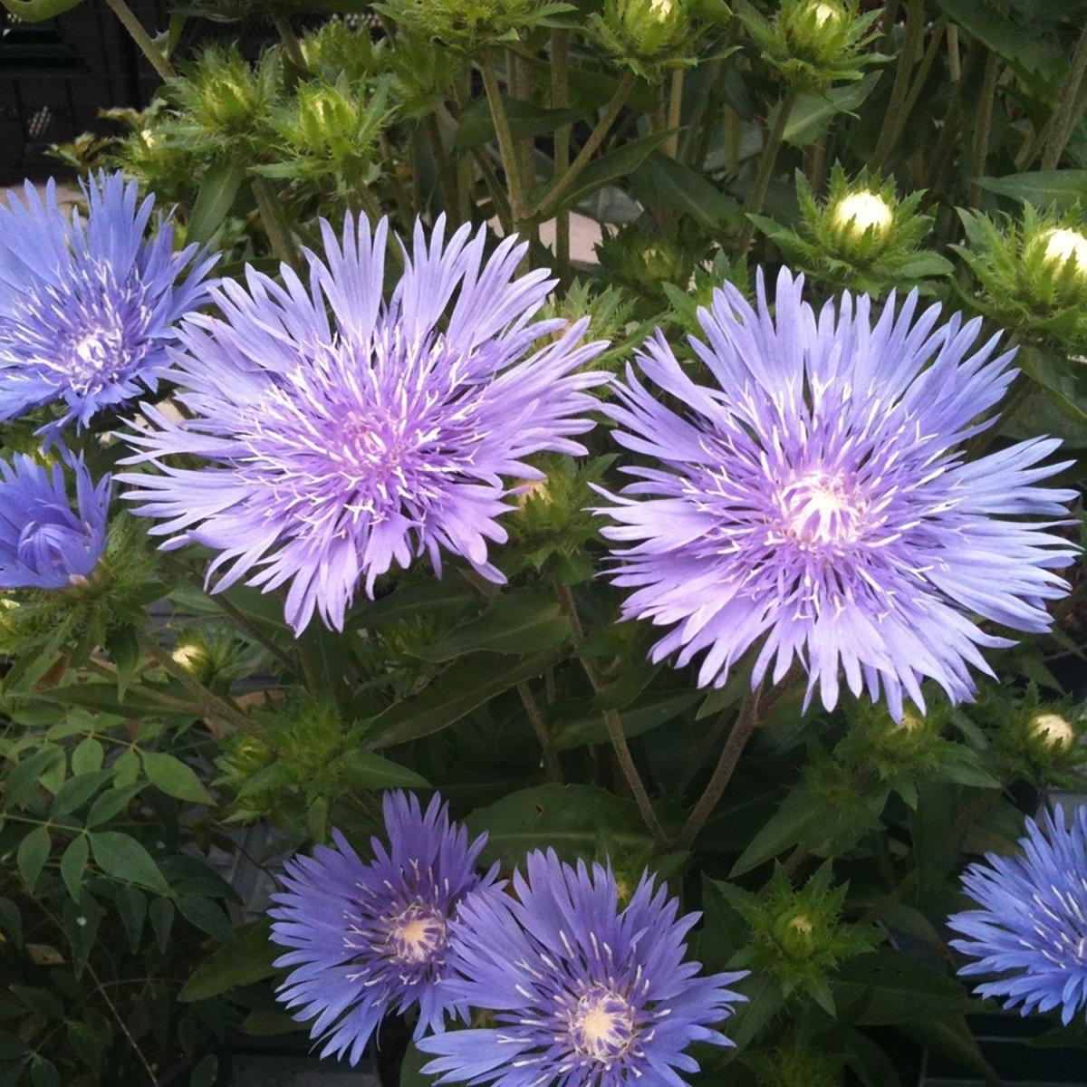 Stokesia Laevis 'mel's Blue' - View 16 from www redcrocus com
