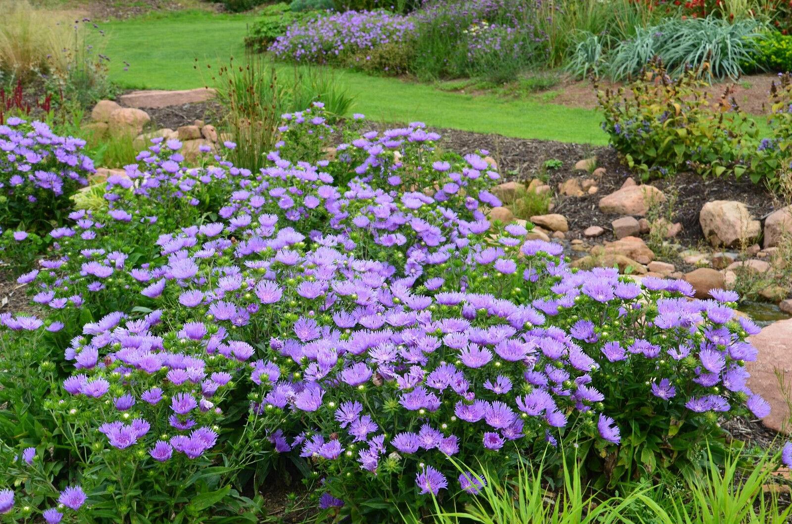 Stokesia Laevis 'mel's Blue' - View 18 from www redcrocus com